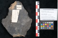 Foto (Objekt + Etikett) von Cupanites novae zeelandiae Ettingshausen (NHMW-GEO-2024-0188-10225)
